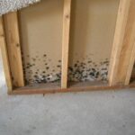Irritated eyes, sinus congestion, coughing, rashes, wheezing, difficulty breathing, asthma appears or worsens, itchy throat, headaches, and musty smells are all symptoms that could be caused by basement mold.